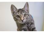 Adopt Camille a Torbie, Domestic Short Hair