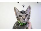 Adopt Salty a Tabby, Domestic Short Hair