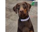 Adopt Bailey a Doberman Pinscher