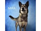 Adopt Mira a Husky