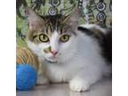 Adopt Pretty Girl a Domestic Medium Hair