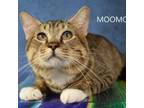 Adopt moomoo a Domestic Medium Hair