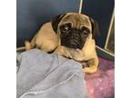 Adopt Lacy a Pug