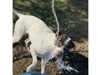 Adopt Bella a Mixed Breed