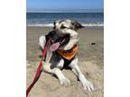 Adopt Dora a German Shepherd Dog