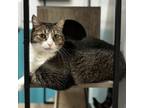 Adopt Dawn a Domestic Short Hair