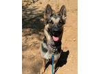 Adopt Dejah a German Shepherd Dog