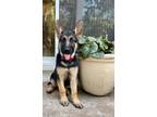 Adopt Ruby a German Shepherd Dog