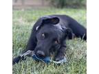 Adopt Mimosa a German Shepherd Dog, Black Labrador Retriever