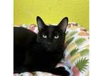 Adopt Phoebe Jr. a Domestic Short Hair