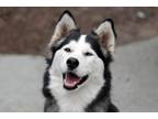 Adopt Sally June a Siberian Husky