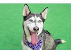 Adopt Bisquick a Husky