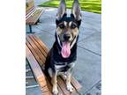 Adopt Perla a German Shepherd Dog