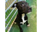 Adopt Dot a American Staffordshire Terrier, Mastiff