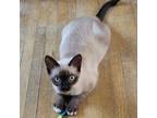 Adopt Peaches a Siamese, Domestic Short Hair