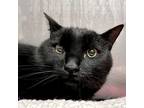 Adopt Page (bonded w/Paco) a Domestic Short Hair