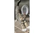 Adopt Gogurt a Domestic Short Hair