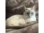 Adopt Summer a Siamese