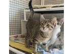 Adopt Frankie is at Petsmart in Grand Junction a Domestic Short Hair