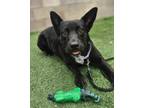 Adopt Jojo a Australian Cattle Dog / Blue Heeler
