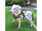 Adopt Spottie a Smooth Collie, Mixed Breed
