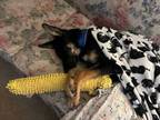 Adopt CASHEW a German Shepherd Dog