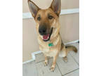Adopt RIVER a German Shepherd Dog