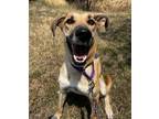 Adopt Claire De Lune a German Shepherd Dog, Labrador Retriever