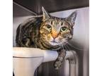 Adopt Alli (FKA Toulouse) a Domestic Short Hair