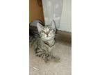 Adopt Racer, Willow Grove Area (FCID 07/16/2024 - 122) a Tabby