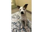 Adopt Piper a Australian Cattle Dog / Blue Heeler, Jack Russell Terrier