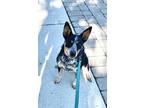 Adopt Margo a Australian Cattle Dog / Blue Heeler, Australian Kelpie