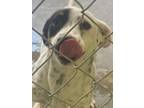 Adopt BeeBee (bluey) a Australian Cattle Dog / Blue Heeler