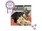 Adopt Claire a Domestic Short Hair