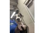 Adopt Molly a Pit Bull Terrier, Mixed Breed
