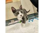 Adopt Aries a Domestic Short Hair