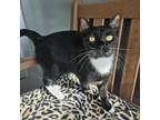 Adopt Sprinkle a Domestic Short Hair