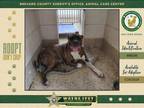 Adopt Mowgli a Mixed Breed