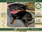 Adopt May a Mixed Breed
