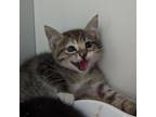 Adopt Amity a Domestic Short Hair