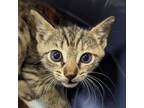 Adopt Chipotle a Domestic Short Hair