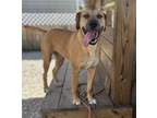 Adopt darla a Mixed Breed