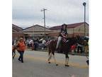 Spotted TWH Mare