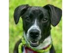 Adopt Lucy Flawless a Border Collie, Mixed Breed