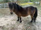 Cheap miniature horse