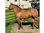 Sporthorse Prospect