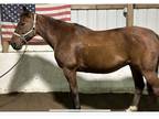 Gelding