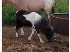 Perfect Christmas Mini Horse