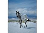 Registered Grulla Appaloosa
