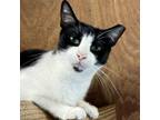 Adopt Willow a Domestic Short Hair
